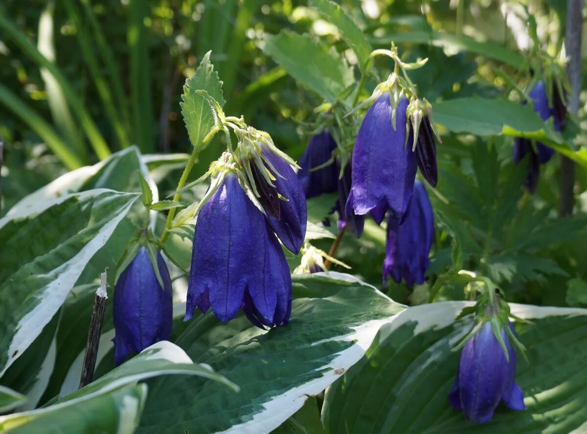 Колокольчик гибридный Сарастро. . Колокольчик «Сарастро» (Campanula Sarastro),. Колокольчик точечный Сарастро. Сорт колокольчика Сарастро. Колокольчик многолетник