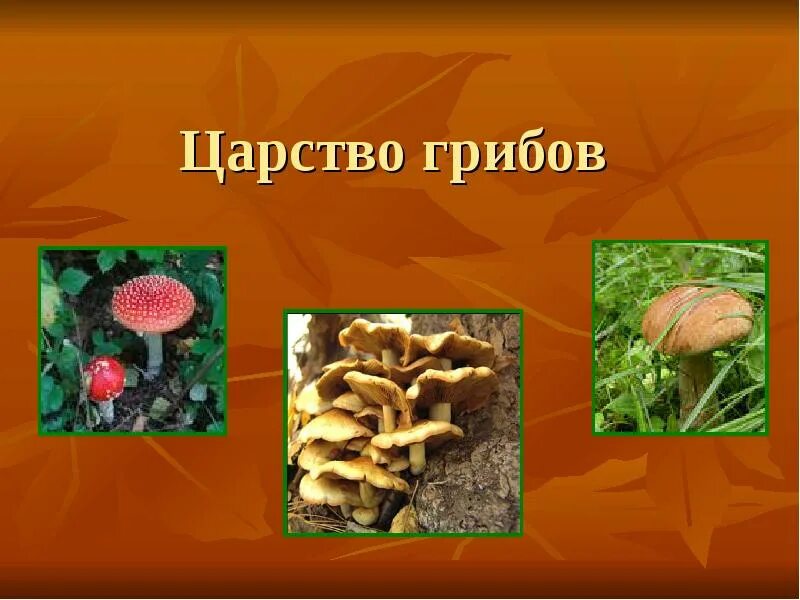 Есть царство грибов. Грибы царство грибы презентация. Окружающий мир царство грибов. Царство грибы 2 класс. Царство грибов презентация.