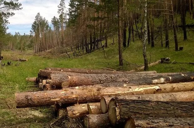 Лесозаготовка Братск. Фото лесосек летом. Аукцион торги Лесные участки.