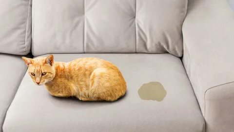 Кошка писать на кровать причины