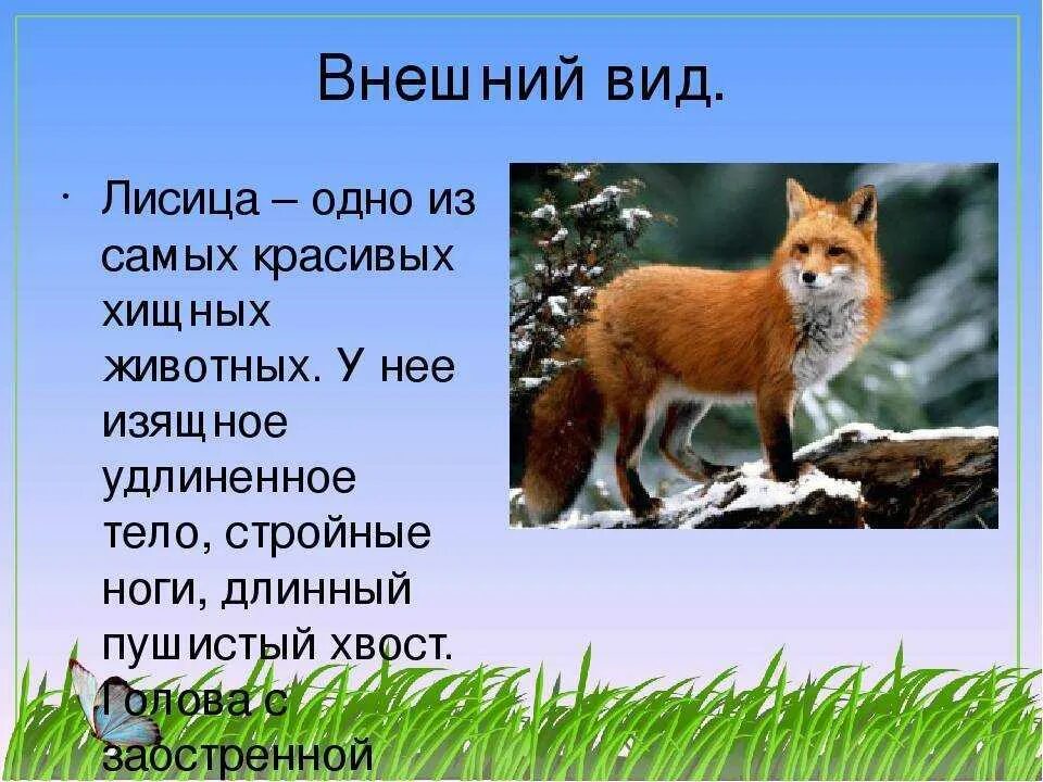 Лиса рассказ 2 класс. Рассказ о лисе. Рассказ про лису. Описание лисы. Краткое описание лисы.