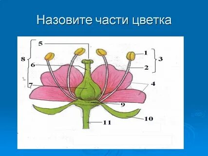 Элементы строения цветка рисунок