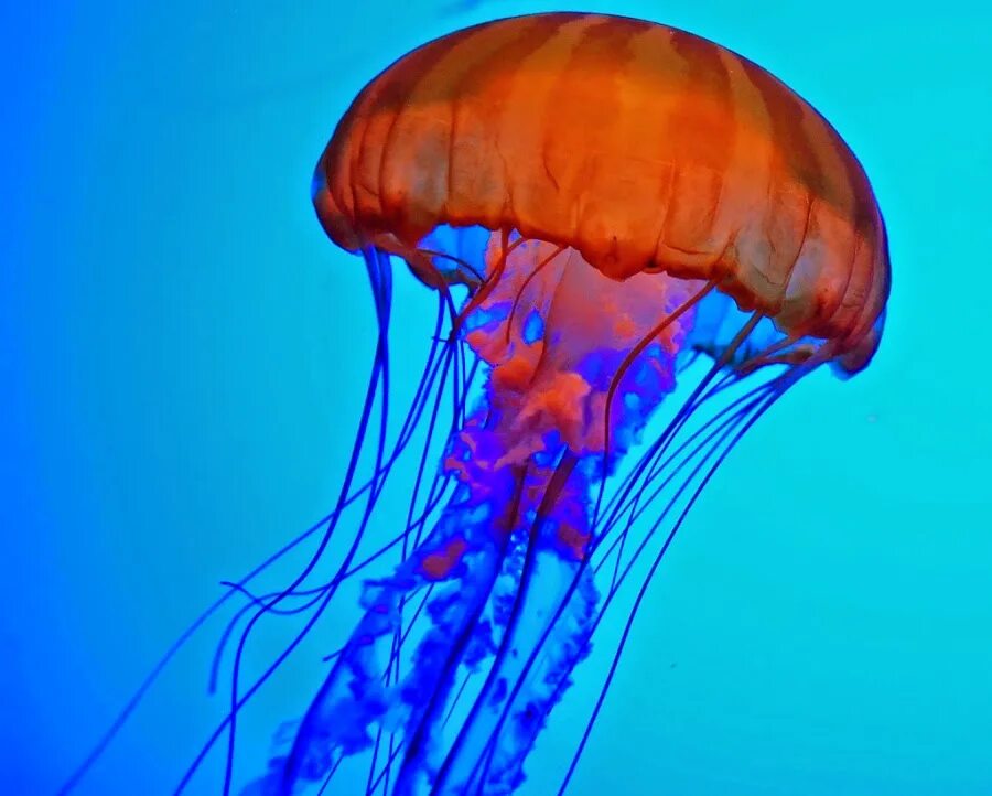 Медуза (биология). Сцифоидные медузы. Средневодная медуза. Сцифоидные кишечнополостные. Золотая медуза.
