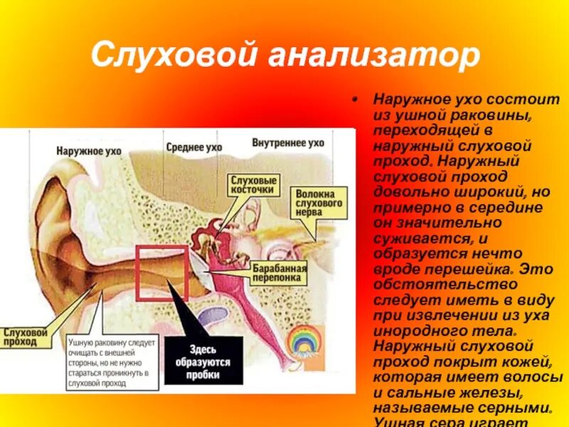 Наружное ухо состоит из ушной раковины. Внешний слуховой проход. Железы наружного слухового прохода. Наружныйслуховоц проход.