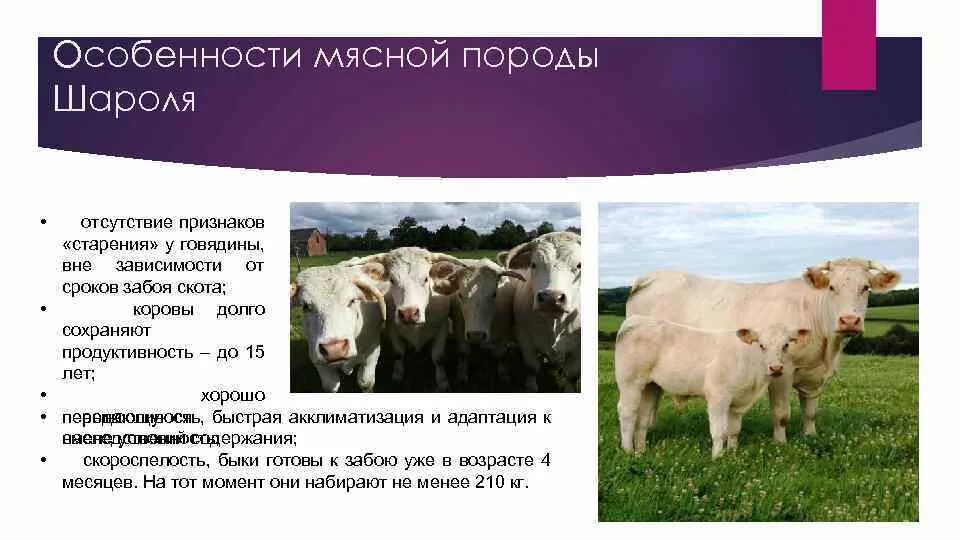 Биологические особенности рогатого скота