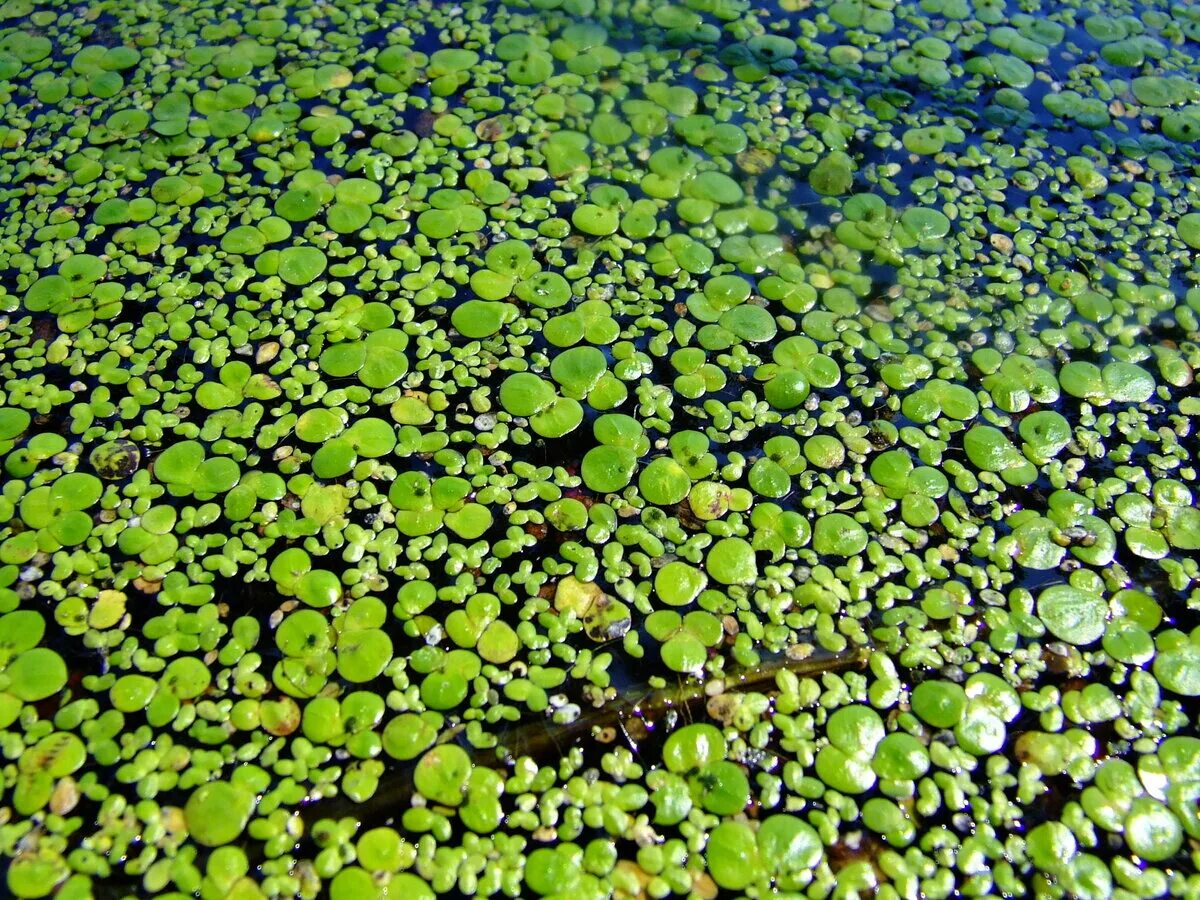 Водоросли пресных водоемов. Ряска малая Lemna Minor. Ряска тройчатая. Ряска Болотная Тина. Ряска (Lemna).