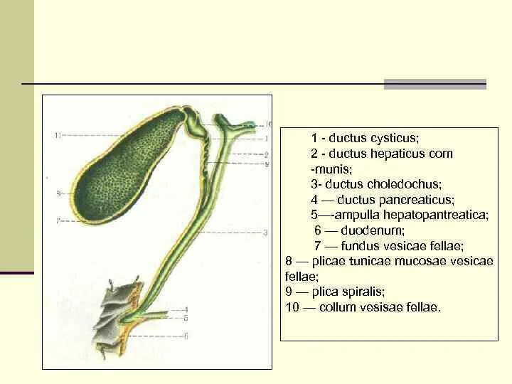 Ductus cysticus. Ductus choledochus в печени. ductus cysticus и ductus choledochus. ductus hepaticus.