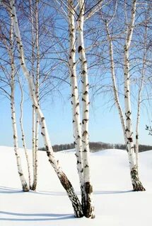 Маленькая белая береза