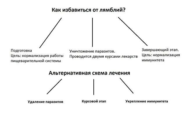 Лямблиоз этиология. Народные средства от ляблии. Цисты лямблий попадают в организм. Препарат от гельминтов и лямблий. Как выводить лямблии.