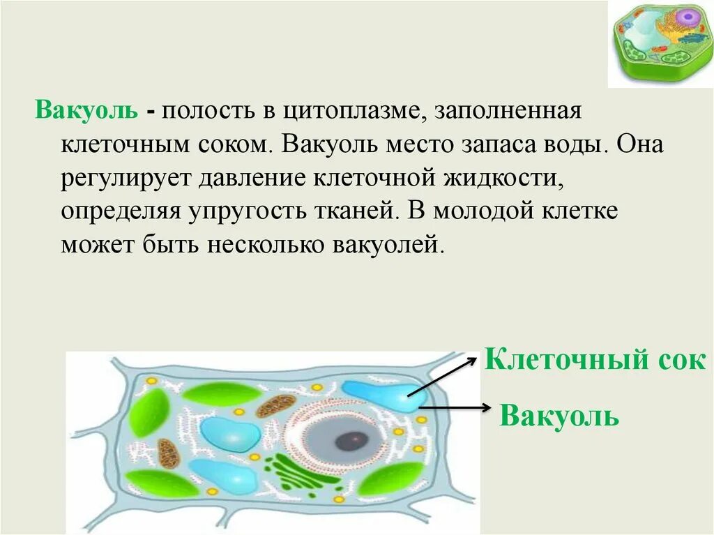 Вакуоль растительной клетки. Вакуоли с клеточным соком. Центральная вакуоль с клеточным соком. Крупная Центральная вакуоль с клеточным соком. Клеточный сок называется