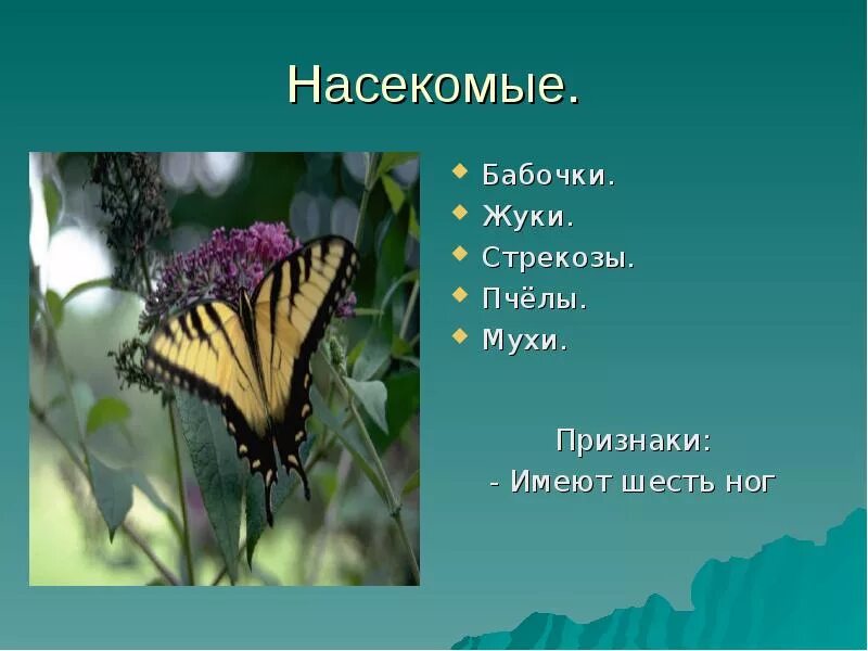 Стилизованные насекомые в цвете. Строение конечности насекомого строение. Жуки и бабочки. Доклад на тему насекомые. Ноги бабочки и жука.