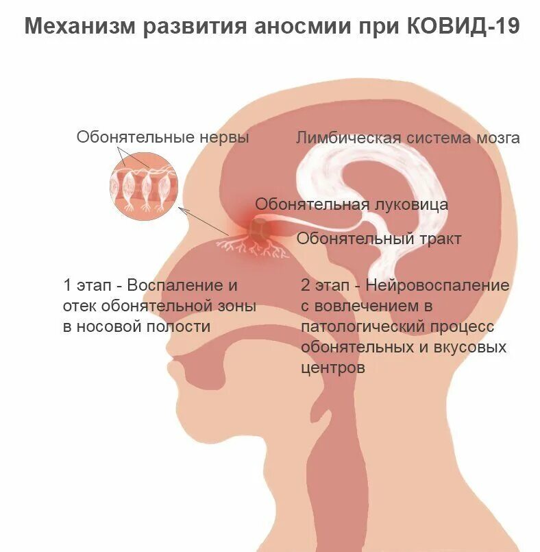 Температура потеря обоняния. Обонятельная аносмия. Потеря обоняния и вкуса. Механизм развития аносмии. Респираторная аносмия.