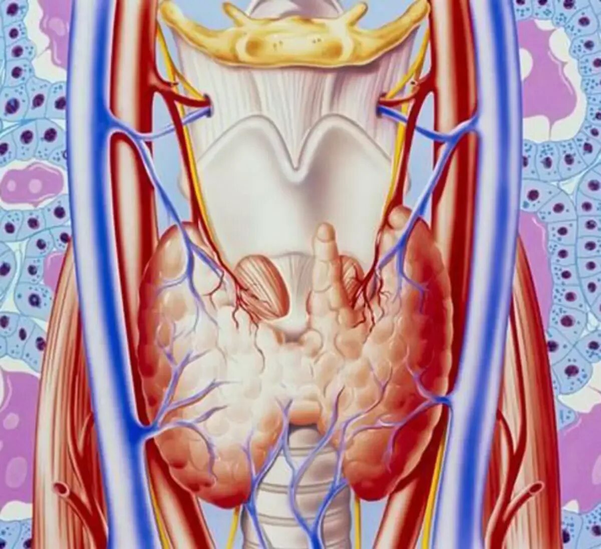 Исцеление щитовидной железы. Щитовидная железа человека. Щитовидная железа иллюстрация. Строение человека щитовидная.