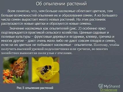 Являются опылителями растений