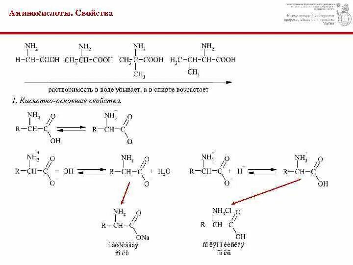 Кислотно основные аминокислоты