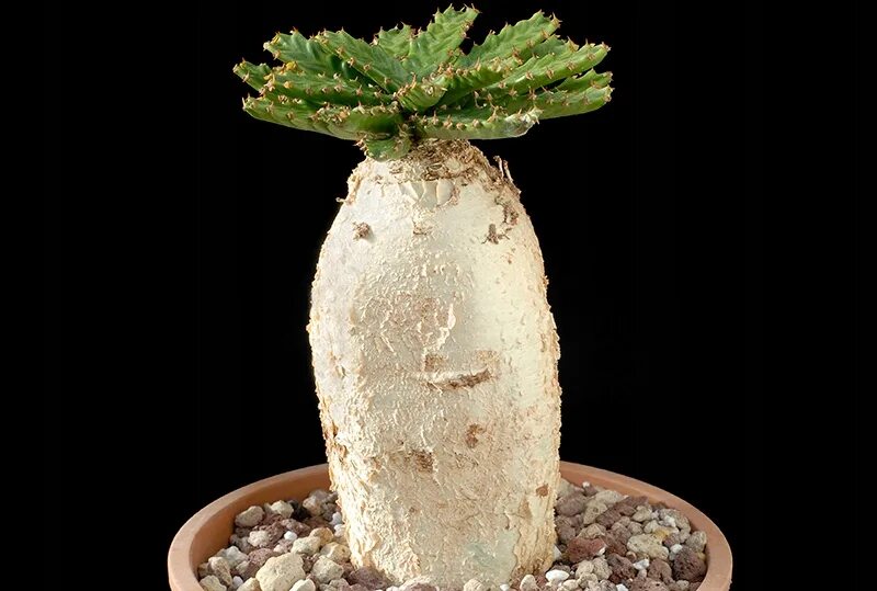 Pin by Susie Lehman on Succulents Hoya plants, Unusual plants, Exotic plants
