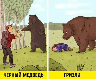 Боится ли медведь