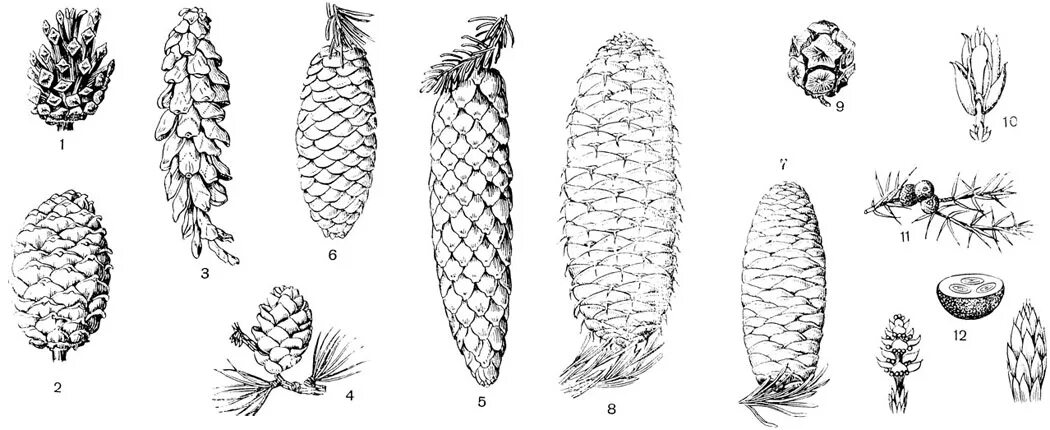 Хвойное растение схема. Микростробилы лиственницы сибирской. Семенная чешуя лиственница Сибирская. Pinus Sylvestris шишка. Семенные чешуи шишек хвойных.