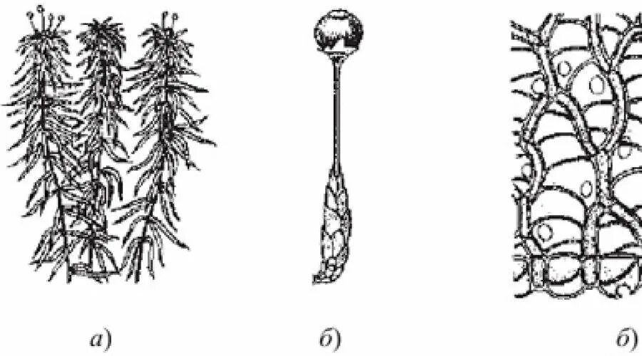 Органы зеленого мха. Строение мха Кукушкин лен. Клетки сфагновых мхов. Клетка мха Кукушкин лен. Сфагновые мхи строение.
