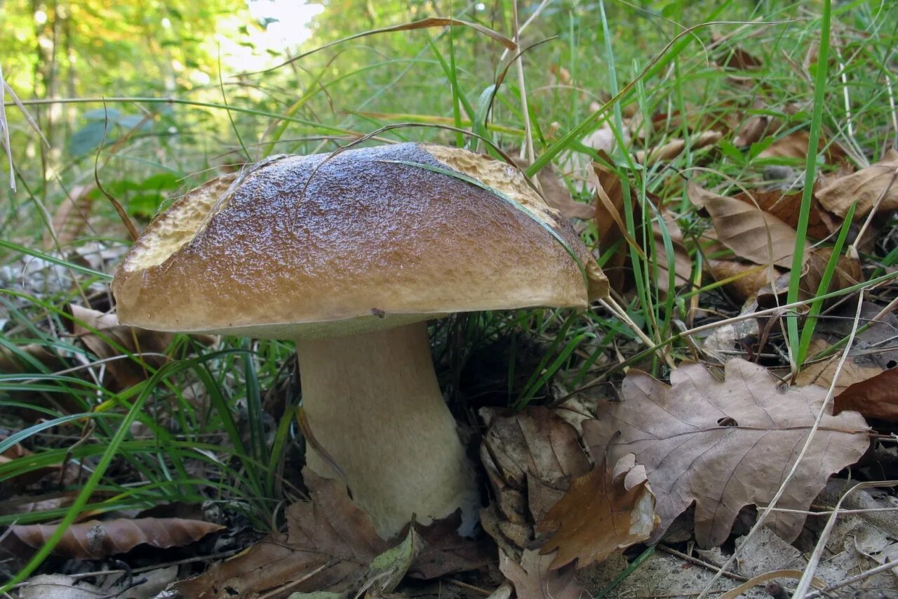 микология картинки. птицы на поляне. смешные грибы боровики в природе. боровик гриб богатырь. боровик и шампиньон.