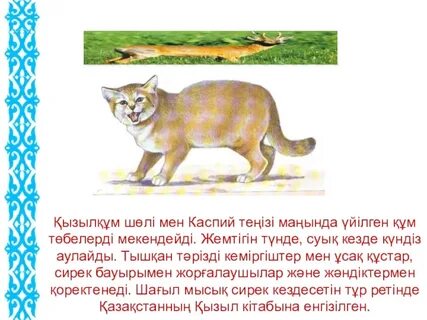 Сирек кездесетін мысық фотолары