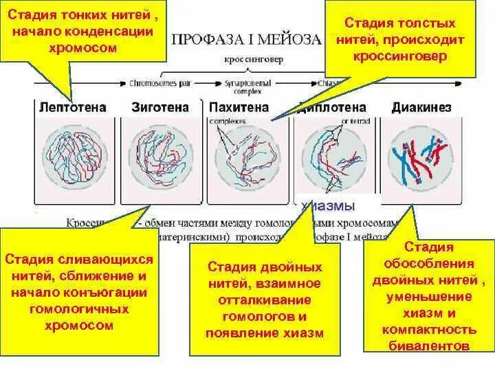 Лептотена стадия тонких нитей. Зиготена стадия нитей. Стадии профазы 1. Пахитена стадия нитей.