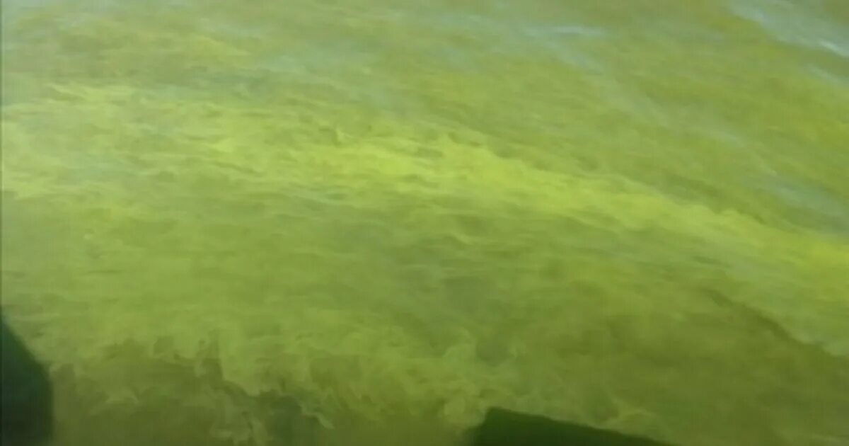 Blue-Green Algae in Lakes Is Killing Dogs, Here's What to Know, algae green