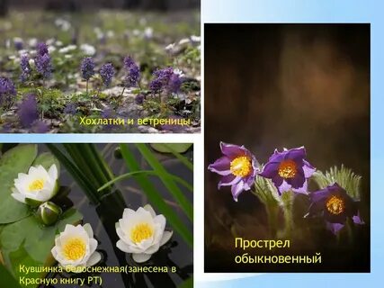 Растения республики татарстан