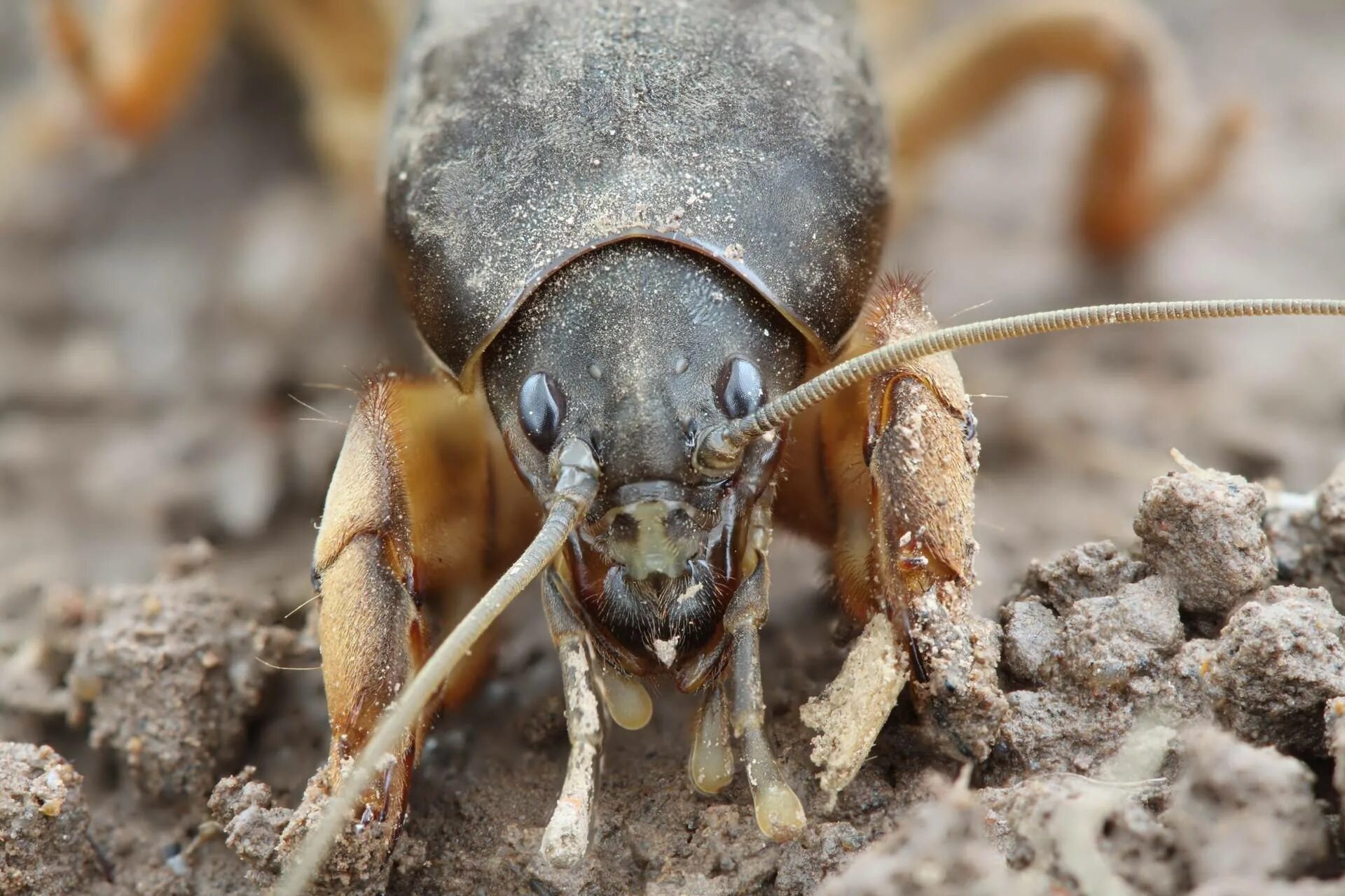 садовые вредители насекомые. муха жужелица. насекомые живущие в почве. насекомые осенью. прямокрылые сверчок домовой.