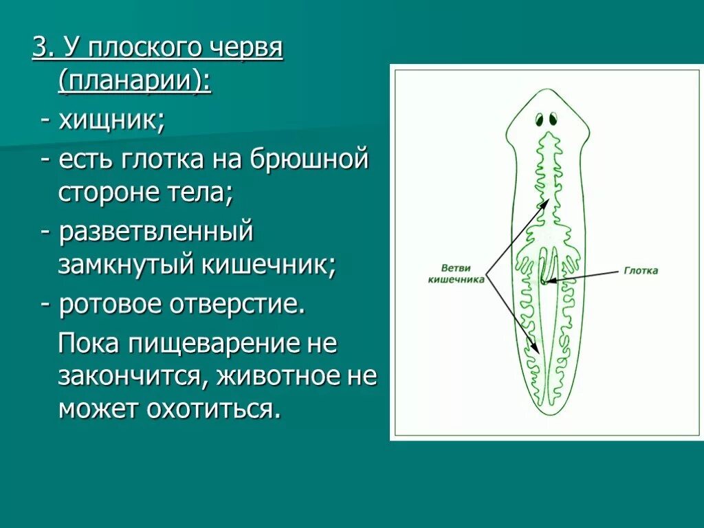 Тип кишечника плоских червей. Строение пищеварительной системы плоских червей. особенности пищеварительной системы плоских червей. задние ветви среднего кишечника планарии. планария тип пищеварительной системы.