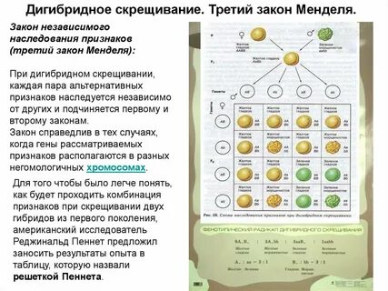Охарактеризуйте дигибридное скрещивание