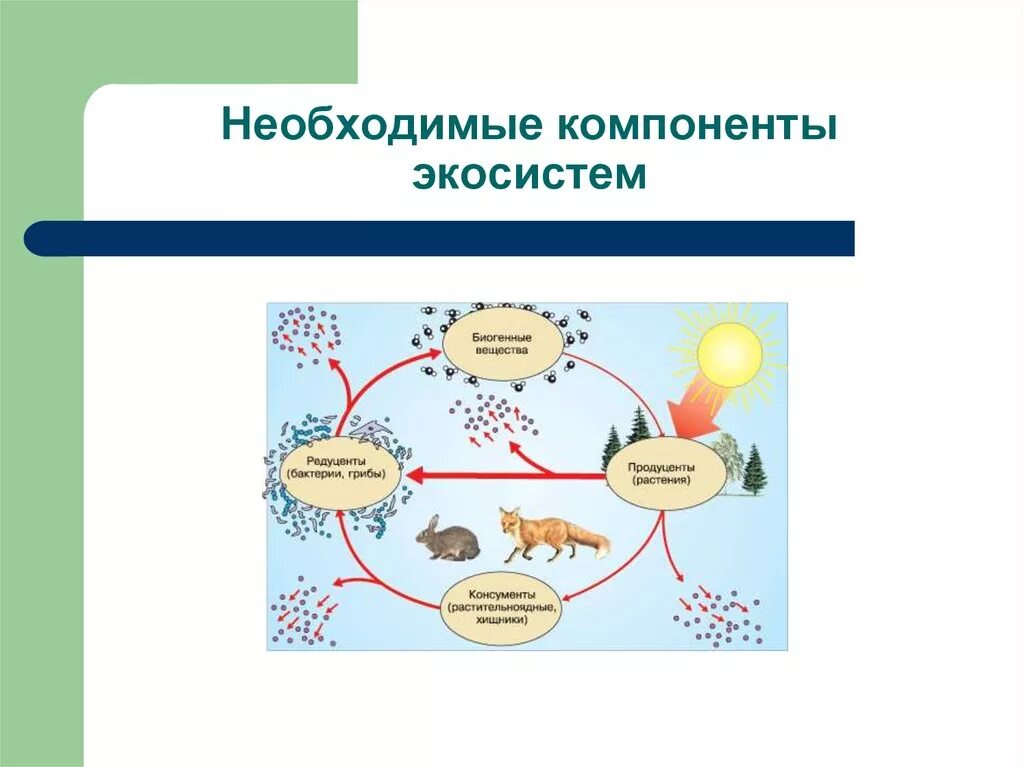 Роль функциональных групп в биогеоценозе. Основные структурные компоненты экосистемы схема. Экосистема организация природы компоненты экосистем. Биотические компоненты экосистемы. Необходимые компоненты экосистемы.