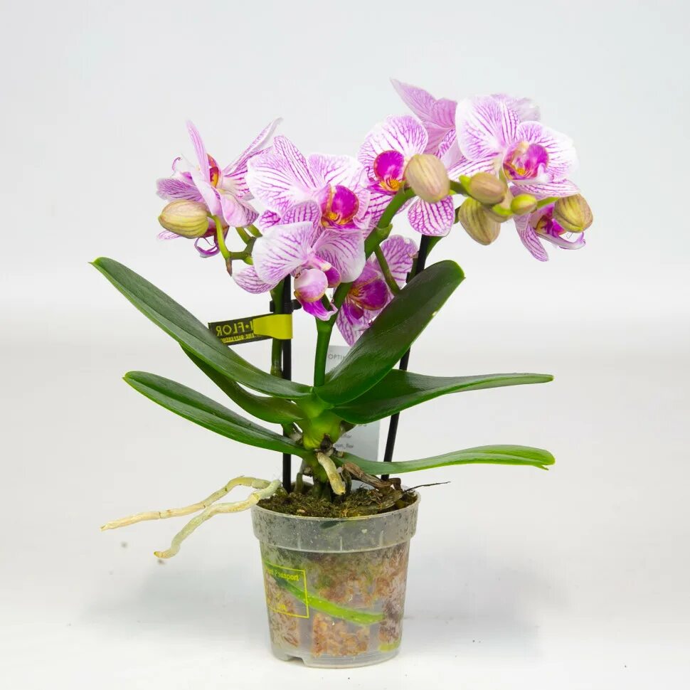 Мини орхидея фаленопсис сорта. Фаленопсис пурпл мини. Фаленопсис мини джессика. Орхидея phalaenopsis mini. Фаленопсис мини тимбело.