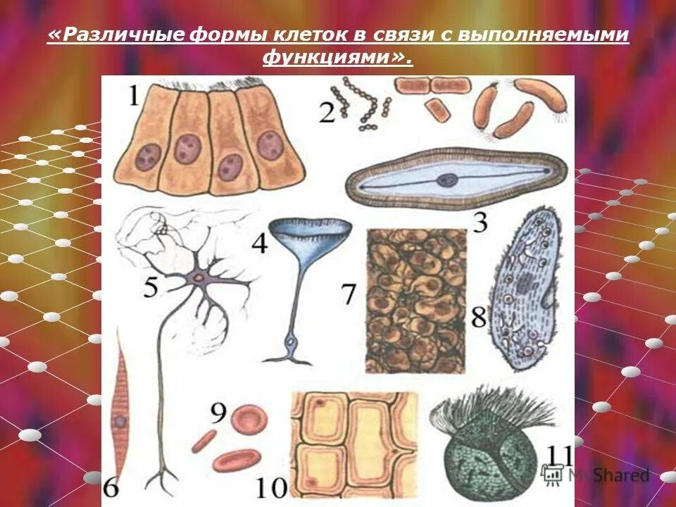 Группа клеток организма выполняющих