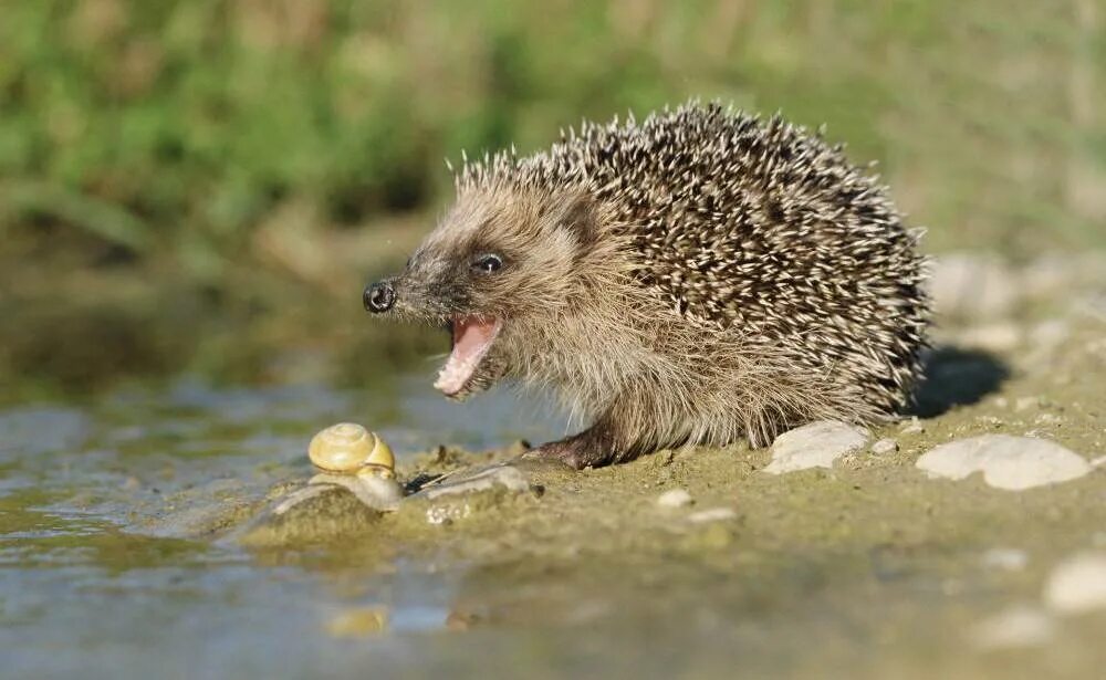 Ушастый еж зубы. Ежик с яблоком. Ушастый еж охотится. Едят ли ежиков. Ежик кушает.