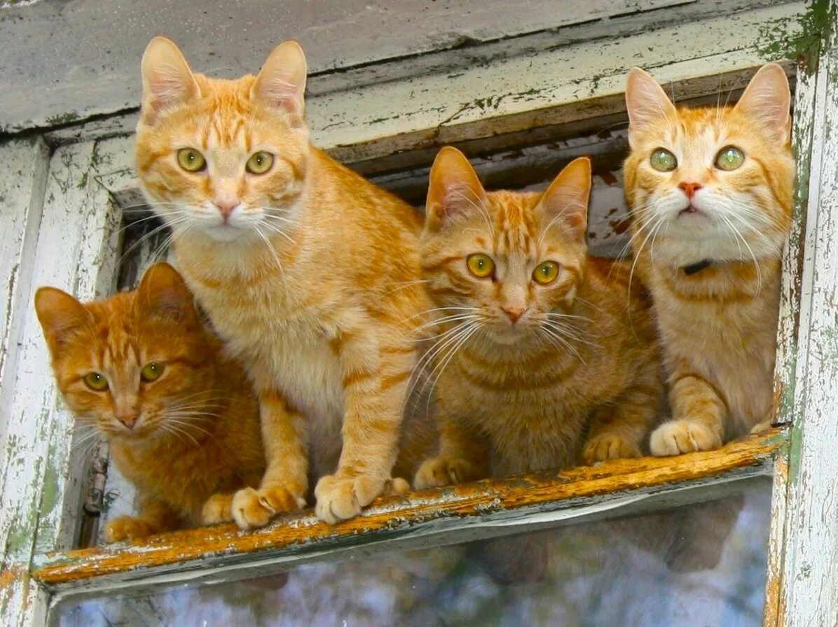 4 рыжих кота. Много рыжих котят. Два рыжих кота. Рыжий котик. Рыжий котёнок.