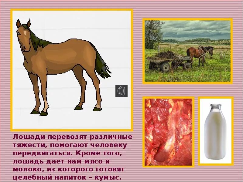 Какую пользу приносит процесс. Польза животных для человека. какую пользу приносят домашние животные человеку. польза домашних животных. польза лошади для человека.
