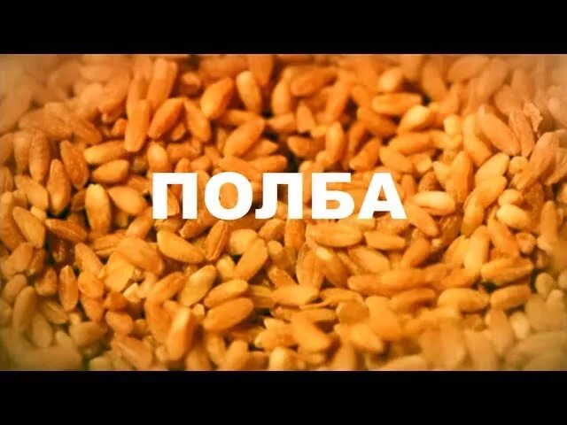 Есть же мне давай вареную полбу. Балда и полба. полба на азербайджанском языке. балда ел вареную полбу. полба мем.