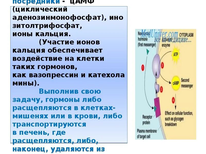 Клетки органы мишени. Клетки мишени серотонина. Органы мишени гормона серотонина. Клетки мишени гормонов таблица. Серотонин гормон клетки мишени.