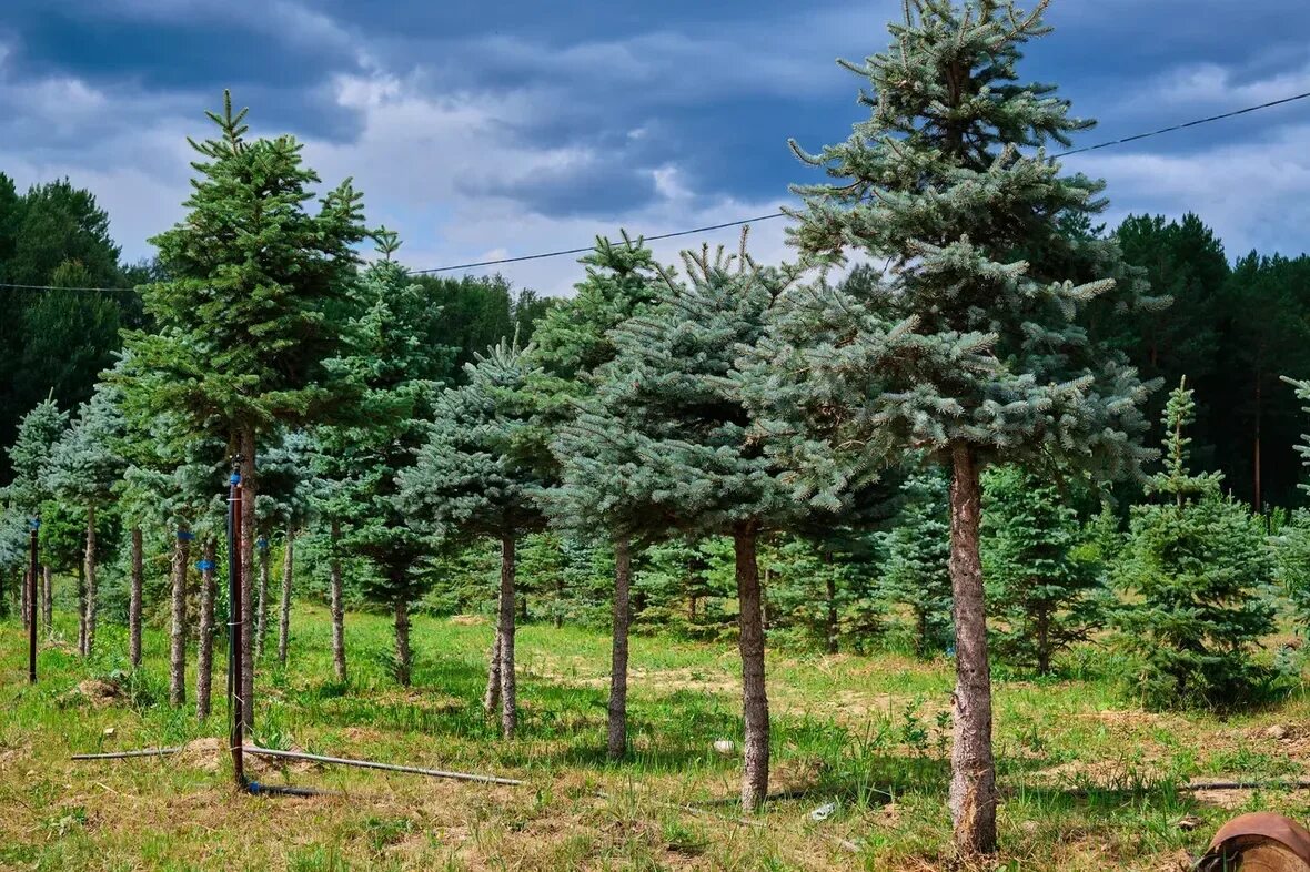 Питомник хвойных купить. Питомник хвойных деревьев. Питомник хвойных. Питомник хвойных растений. Сосна питомник.