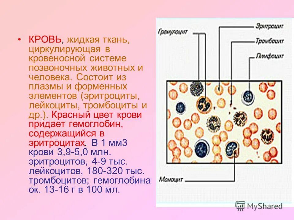 3 клетки содержащие гемоглобин