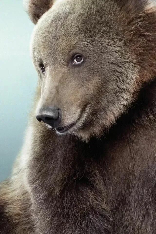 Медведи Эко Энергия