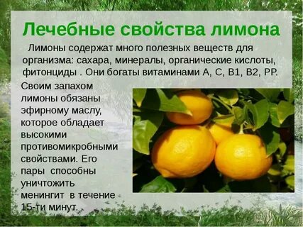 Лимон свойства и противопоказания