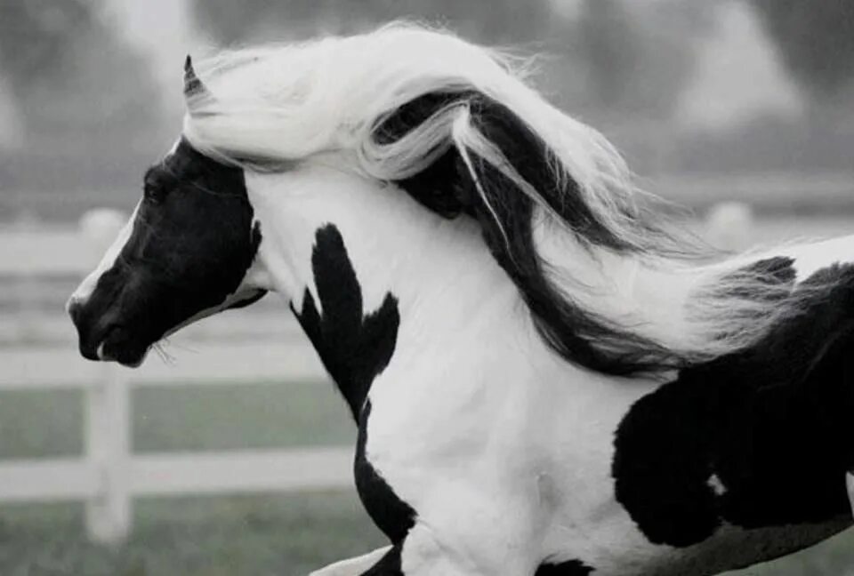 Конь с черной гривой. Вороная пегая лошадь. Пегая Фризская лошадь. Белая лошадь с черной гривой. Черный конь с белой гривой.