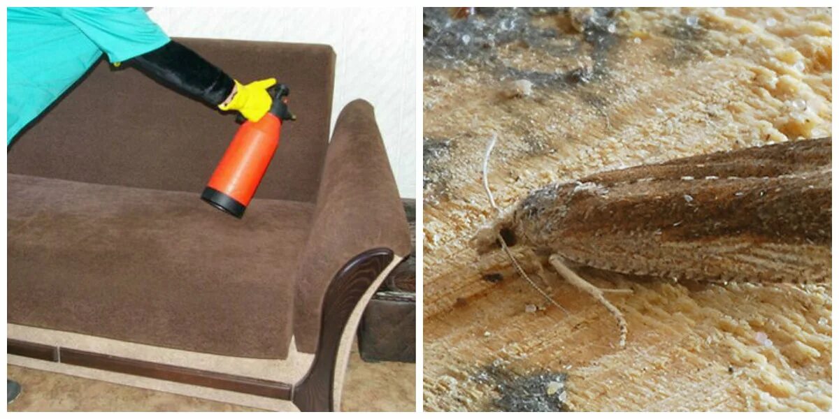 Обработка от тараканов. Моль дезинфекция. Дезинсекция от моли. Дезинфекция от блох в квартире. Обработка от моли.