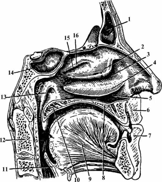 Носовая полость ротовая полость. Полость носа Сагиттальный разрез. Хоаны носа анатомия. Сагиттальный распил носовой полости. Носовая полость строение анатомия.