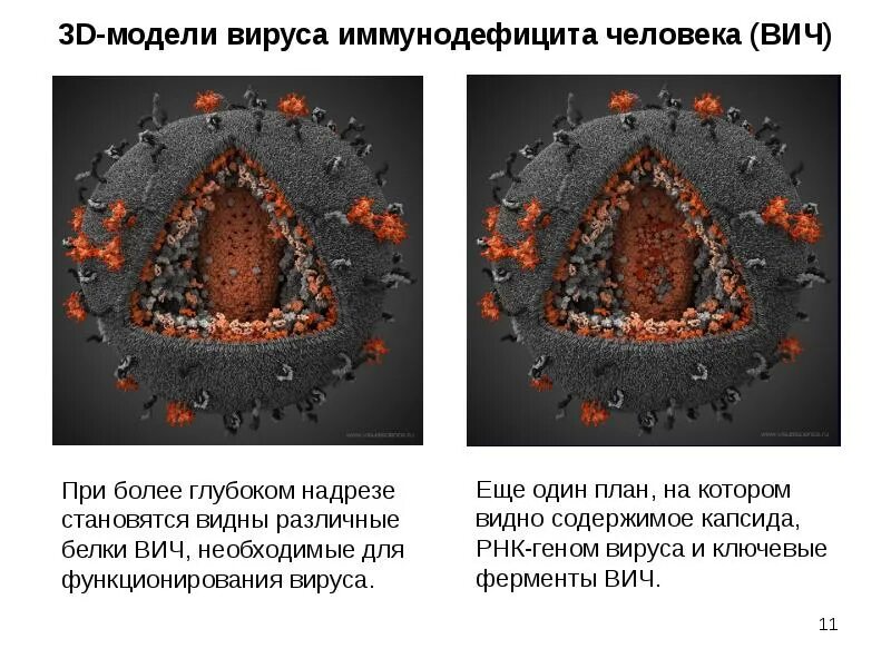 Белки вич. Модель вируса СПИДА. Вирус СПИДА макет. Макет вируса ВИЧ. Макет вируса иммунодефицита.