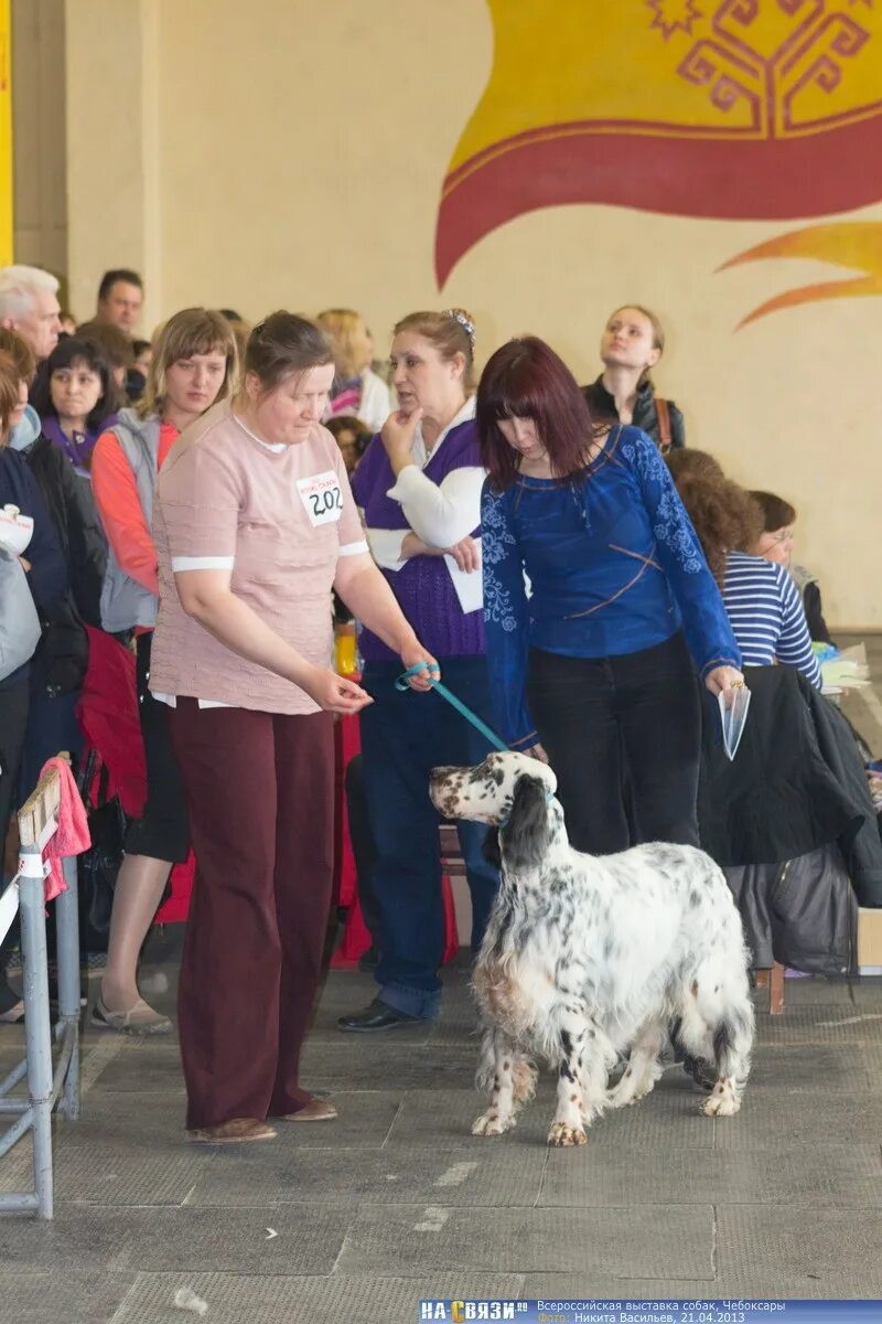 Выставочные собаки. Выставки собак в нижнем. Выставка собак в москве 2023. Выставка собак арт. Выставка собак афиша.
