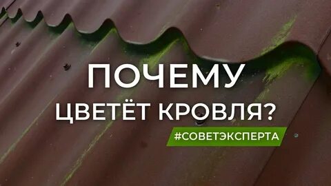 Цвели почему е