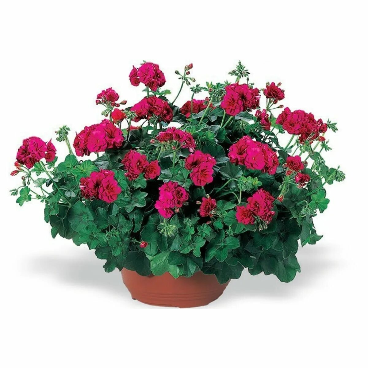 герань искусственная. пеларгония elegance jeanette. пеларгония королевская грандифлора. пеларгония элеганс алексия. герань купленная в магазине.